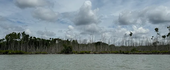 Methodologies for Forest Carbon Offset by Malaysia Forest Fund