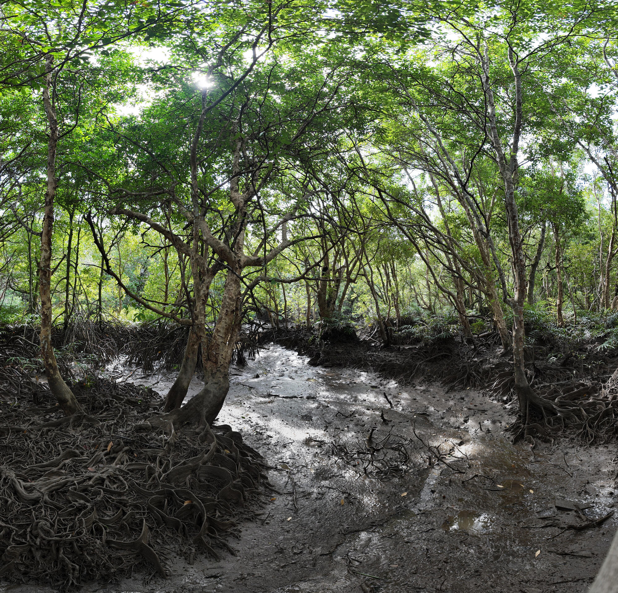 Transferring Financial Acumen to Environmental Action: A Journey from Corporate Control to Coastal Wetlands Conservation and Blue Carbon