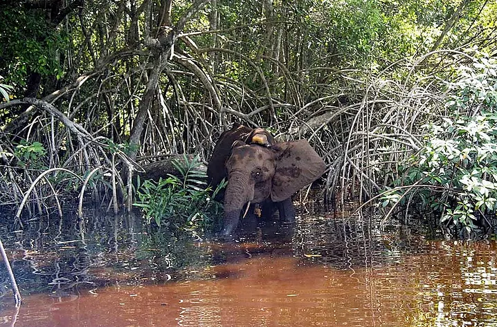 Review on Biodiversity Credits with special focus on Cercarbono’s Biodiversity Certification Programme